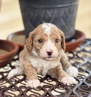 MERRY MIA, a female Miniature Goldendoodle for sale in Saint Marys, KS – 1 of 10