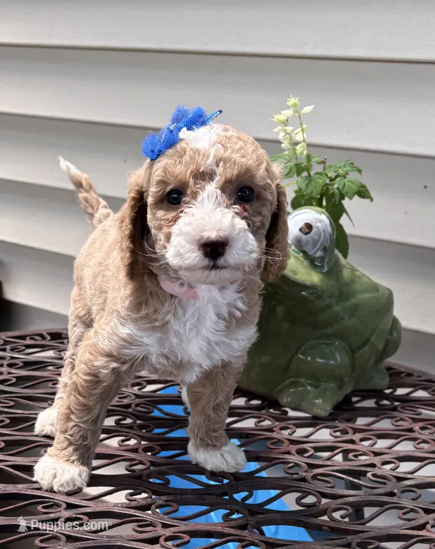 MERRY MIA – Miniature Goldendoodle puppy for sale in Saint Marys, KS
