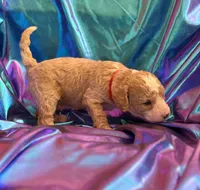 SMART CHAMP, a male Miniature Goldendoodle for sale in Saint Marys, KS – 2 of 9