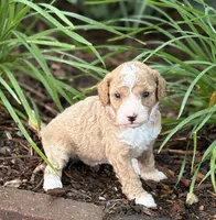 MERRY MIA, a female Miniature Goldendoodle for sale in Saint Marys, KS – 7 of 10