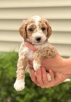 SPUNKY  SPARKY, a male Miniature Goldendoodle for sale in Saint Marys, KS – 2 of 9