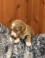 SWEET SWEETIE, a female Miniature Goldendoodle for sale in Saint Marys, KS – 7 of 9
