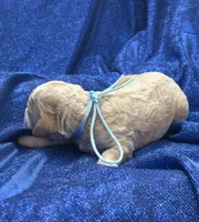 SPARKY, a male Miniature Goldendoodle for sale in Saint Marys, KS – 4 of 5