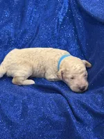 PUDDLES, a male Miniature Goldendoodle for sale in Saint Marys, KS – 6 of 7
