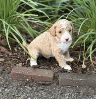 MERRY MIA, a female Miniature Goldendoodle for sale in Saint Marys, KS – 5 of 10