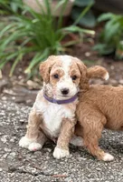 SPUNKY  SPARKY, a male Miniature Goldendoodle for sale in Saint Marys, KS – 7 of 9