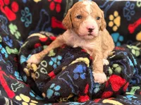 ADORABLE MIA, a female Miniature Goldendoodle for sale in Saint Marys, KS – 3 of 10