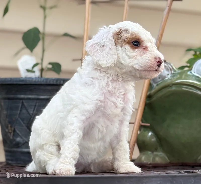 SNOWY WHITE  STELLA – Miniature Goldendoodle puppy for sale in Saint Marys, KS