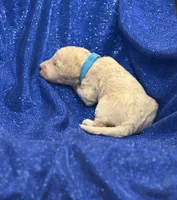 PUDDLES, a male Miniature Goldendoodle for sale in Saint Marys, KS – 5 of 7