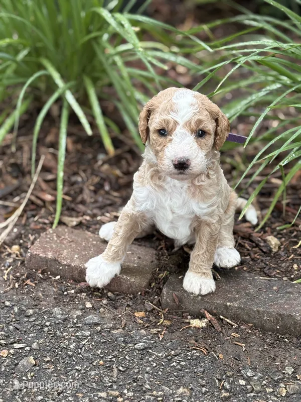 STRONG SPARKY – Miniature Goldendoodle puppy for sale in Saint Marys, KS