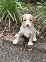 SPUNKY  SPARKY, a male Miniature Goldendoodle for sale in Saint Marys, KS – 3 of 9