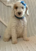 SNOWY WHITE  STELLA, a female Miniature Goldendoodle for sale in Saint Marys, KS – 3 of 5