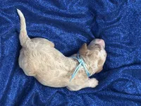 DADDY, a male Miniature Goldendoodle for sale in Saint Marys, KS – 3 of 5