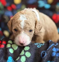 ADORABLE MIA, a female Miniature Goldendoodle for sale in Saint Marys, KS – 6 of 10