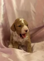 ADORABLE MIA, a female Miniature Goldendoodle for sale in Saint Marys, KS – 5 of 10