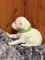 SNOWY WHITE  STELLA, a female Miniature Goldendoodle for sale in Saint Marys, KS – 6 of 9