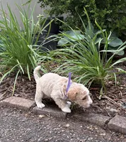 SPUNKY  SPARKY, a male Miniature Goldendoodle for sale in Saint Marys, KS – 5 of 9