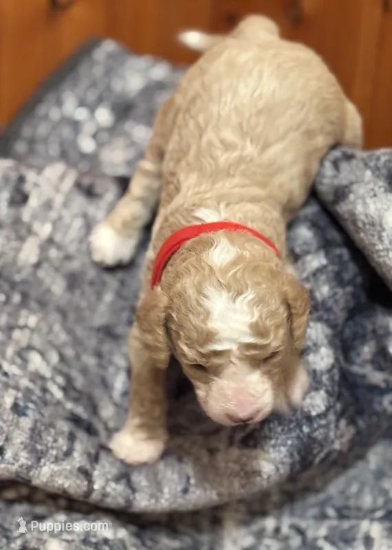SMART CHAMP, a male Miniature Goldendoodle for sale in Saint Marys, KS – 1 of 9