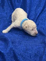 PUDDLES, a male Miniature Goldendoodle for sale in Saint Marys, KS – 3 of 7