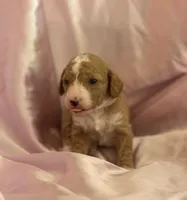 ADORABLE MIA, a female Miniature Goldendoodle for sale in Saint Marys, KS – 9 of 10