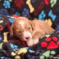 SWEET SWEETIE, a female Miniature Goldendoodle for sale in Saint Marys, KS – 5 of 9
