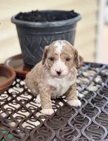 MERRY MIA, a female Miniature Goldendoodle for sale in Saint Marys, KS – 4 of 10