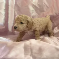 GENTLE FI-FI, a female Miniature Goldendoodle for sale in Saint Marys, KS – 3 of 10
