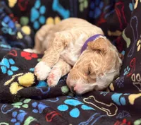 CUDDLY PUDDLES, a male Miniature Goldendoodle for sale in Saint Marys, KS – 9 of 9