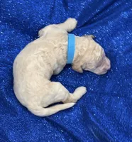 PUDDLES, a male Miniature Goldendoodle for sale in Saint Marys, KS – 7 of 7