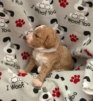 ADORABLE MIA, a female Miniature Goldendoodle for sale in Saint Marys, KS – 4 of 10