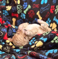 GENTLE FI-FI, a female Miniature Goldendoodle for sale in Saint Marys, KS – 6 of 10