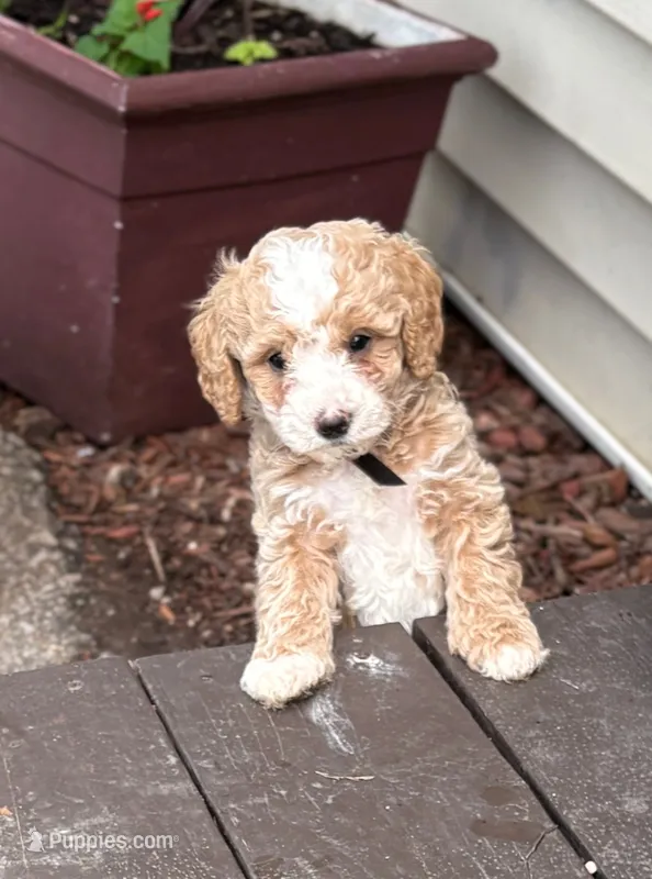 CHARMING CHAMP – Miniature Goldendoodle puppy for sale in Saint Marys, KS