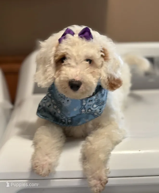 SNOWY WHITE  STELLA – Miniature Goldendoodle puppy for sale in Saint Marys, KS