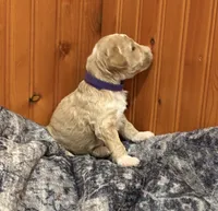 STRONG SPARKY, a male Miniature Goldendoodle for sale in Saint Marys, KS – 6 of 9