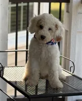 STUNNING STELLA, a female Miniature Goldendoodle for sale in Saint Marys, KS – 9 of 10