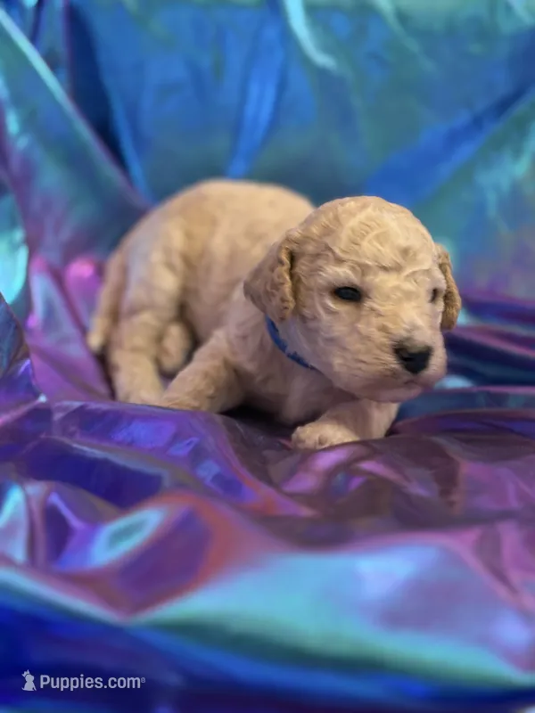 CUDDLY PUDDLES – Miniature Goldendoodle puppy for sale in Saint Marys, KS
