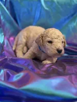 CUDDLY PUDDLES, a male Miniature Goldendoodle for sale in Saint Marys, KS – 1 of 9