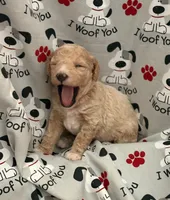 GENTLE FI-FI, a female Miniature Goldendoodle for sale in Saint Marys, KS – 8 of 10