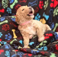GENTLE FI-FI, a female Miniature Goldendoodle for sale in Saint Marys, KS – 9 of 10