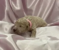 GENTLE FI-FI, a female Miniature Goldendoodle for sale in Saint Marys, KS – 10 of 10