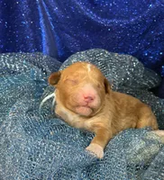 MAX, a male Miniature Goldendoodle for sale in Saint Marys, KS – 3 of 4