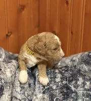 SWEET SWEETIE, a female Miniature Goldendoodle for sale in Saint Marys, KS – 4 of 9