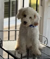 STUNNING STELLA, a female Miniature Goldendoodle for sale in Saint Marys, KS – 3 of 10