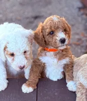 MERICA, a male Miniature Goldendoodle for sale in Saint Marys, KS – 7 of 8