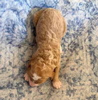 LITTLE SWEETIE, a female Miniature Goldendoodle for sale in Saint Marys, KS – 5 of 7