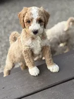 SMART  SPARKY, a male Miniature Goldendoodle for sale in Saint Marys, KS – 7 of 8