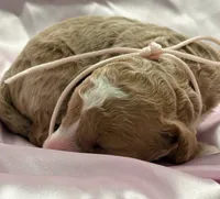 LITTLE SWEETIE, a female Miniature Goldendoodle for sale in Saint Marys, KS – 3 of 7