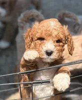 MERICA, a male Miniature Goldendoodle for sale in Saint Marys, KS – 3 of 8
