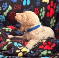 CUDDLY PUDDLES, a male Miniature Goldendoodle for sale in Saint Marys, KS – 2 of 9