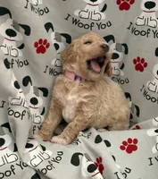 GENTLE FI-FI, a female Miniature Goldendoodle for sale in Saint Marys, KS – 4 of 10